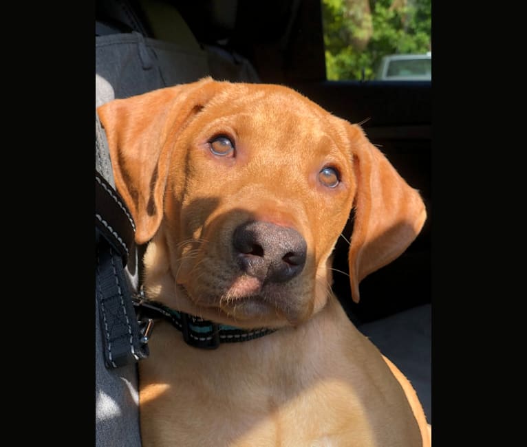 Murphy, a Pointer and Labrador Retriever mix tested with EmbarkVet.com