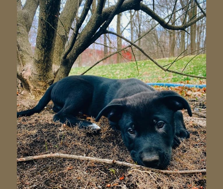 Mooshie, an American Pit Bull Terrier and German Shepherd Dog mix tested with EmbarkVet.com