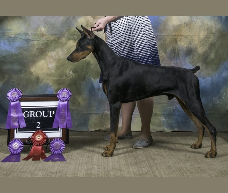 Dcm doberman hot sale test