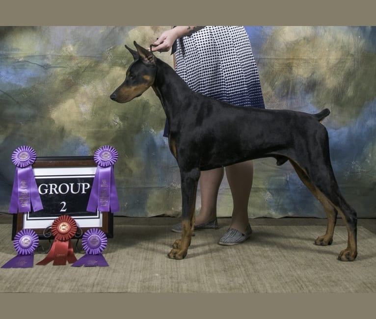 Fate, a Doberman Pinscher tested with EmbarkVet.com