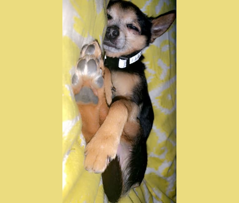 Larry, a Chihuahua and Yorkshire Terrier mix tested with EmbarkVet.com