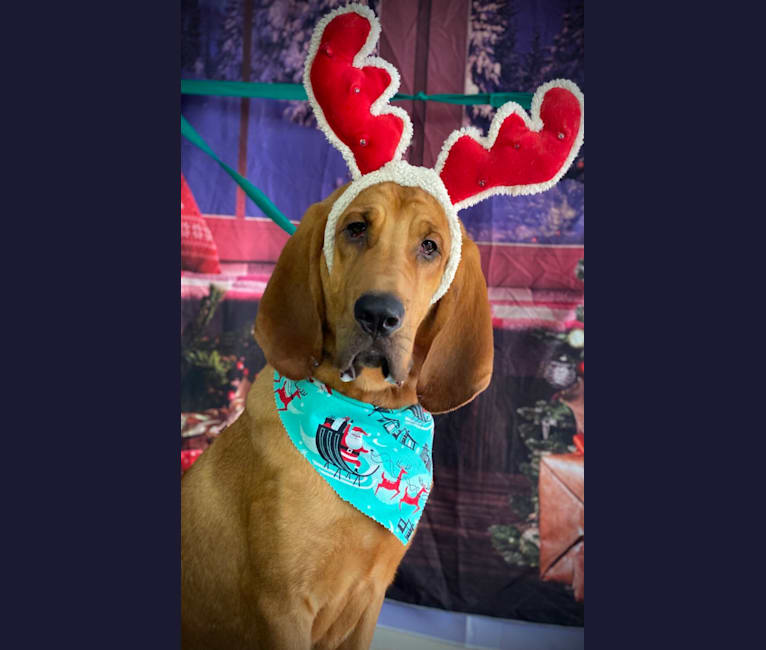 Red, a Bloodhound tested with EmbarkVet.com