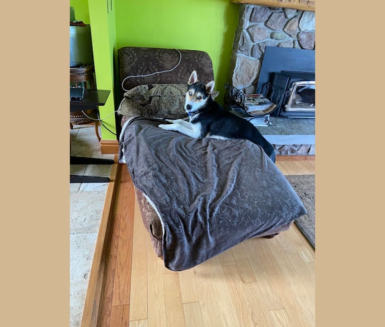 Tikaani, an Alaskan-type Husky and Siberian Husky mix tested with EmbarkVet.com