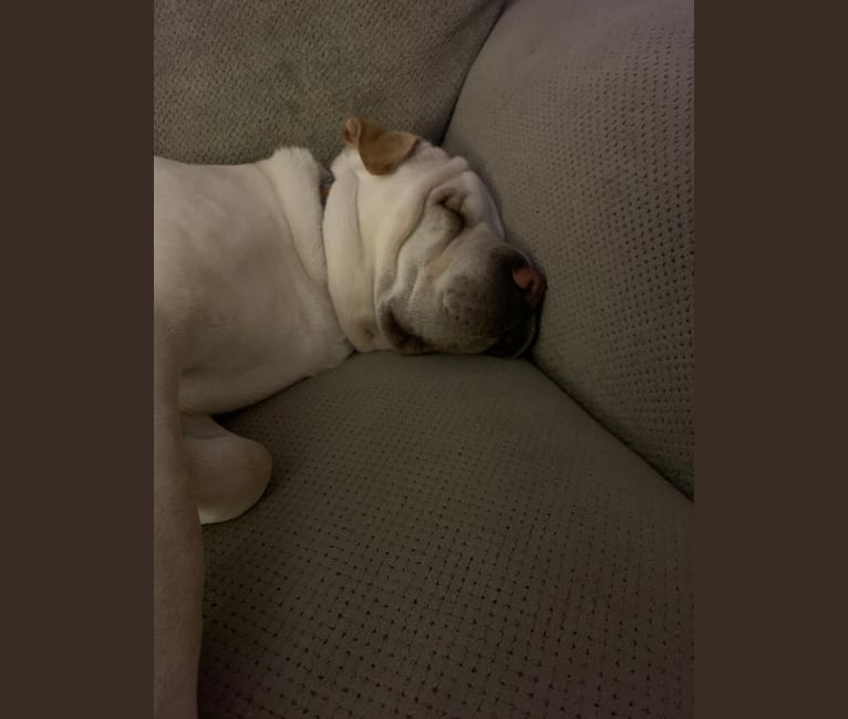 Shar pei top boston terrier mix