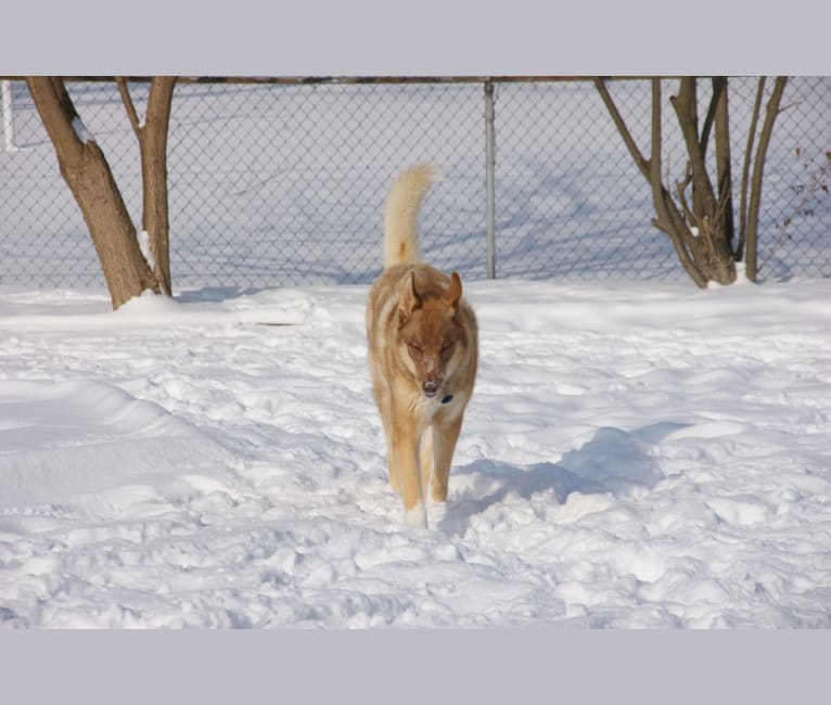Photo of Duvel, a Siberian Husky, German Shepherd Dog, and Mixed mix in Lansing, Michigan, USA