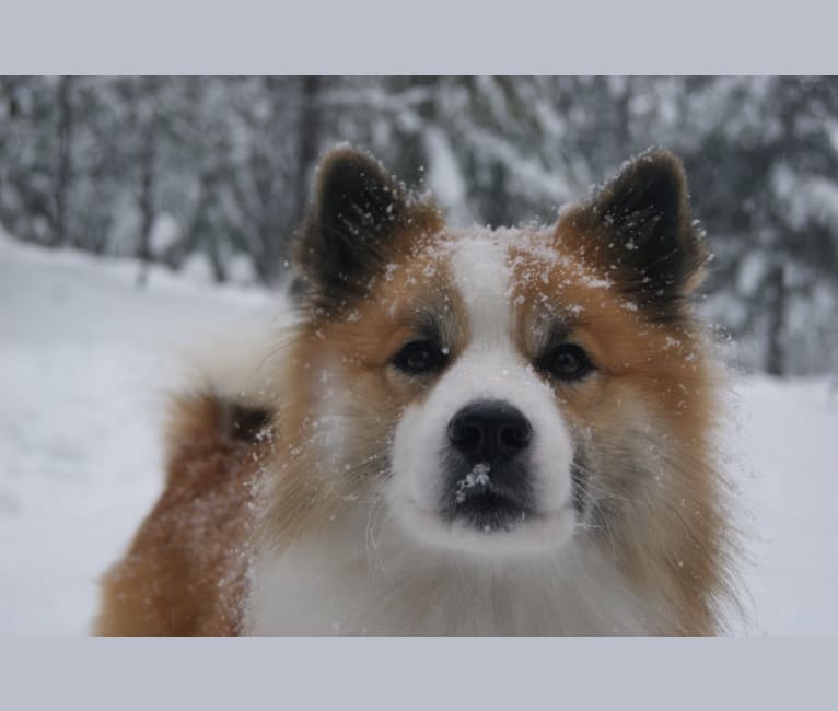Auli, an Icelandic Sheepdog tested with EmbarkVet.com
