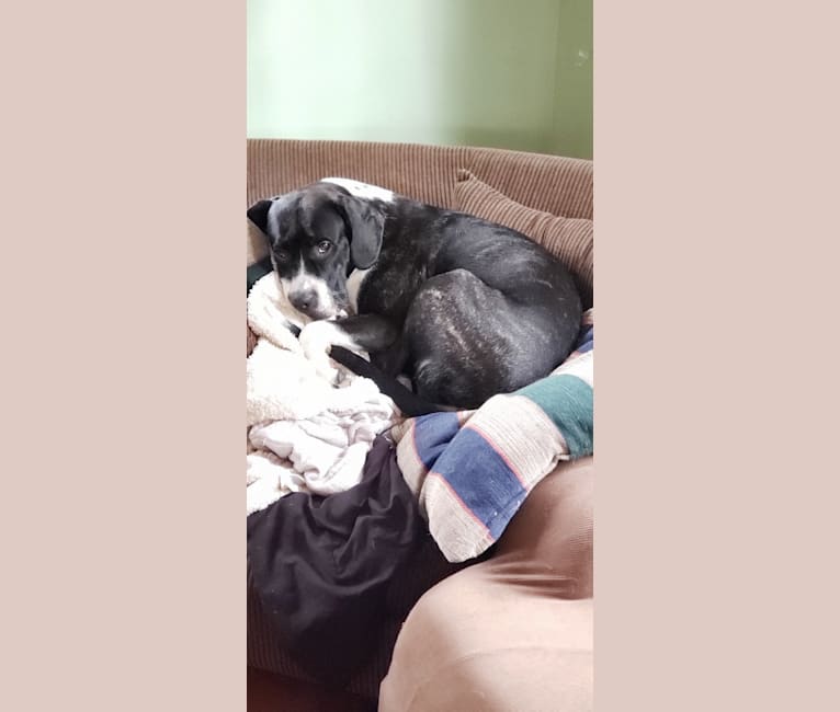 Embark Dog Dna Test Breed