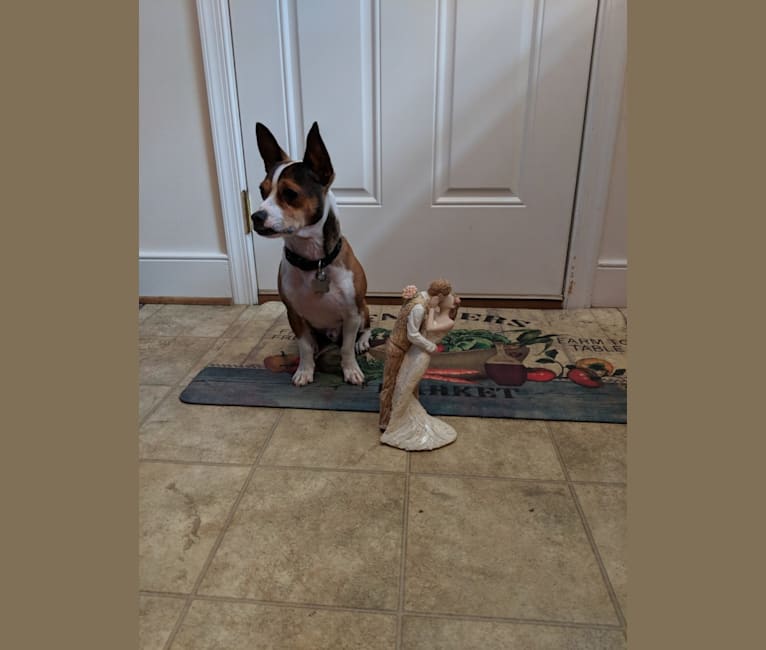 Frasier, a Chihuahua and Rat Terrier mix tested with EmbarkVet.com