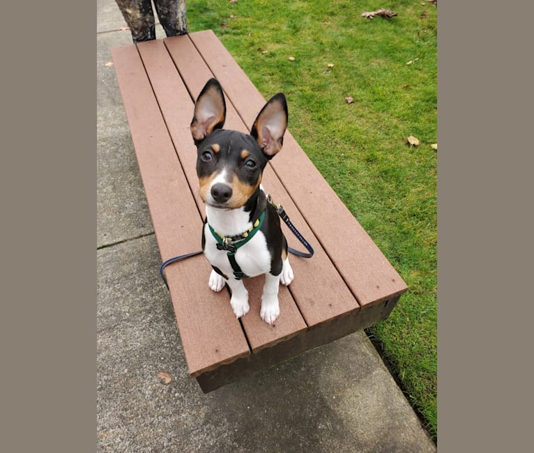 Mill creek outlet rat terriers