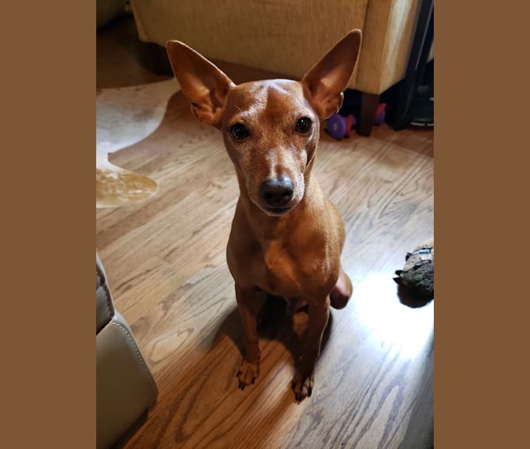 buddy, a Miniature Pinscher and Rat Terrier mix tested with EmbarkVet.com