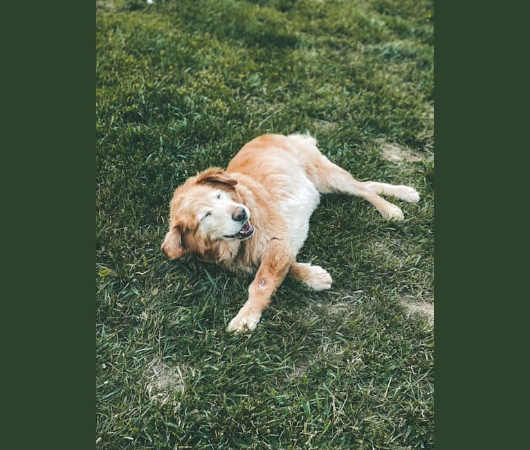 Photo of Jake, a Golden Retriever, Cocker Spaniel, and Mixed mix in Kentucky, USA