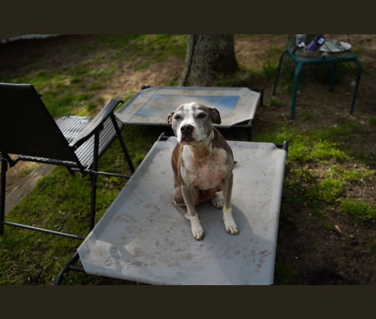 Photo of Rocko, an American Pit Bull Terrier  in Sound Beach, New York, USA