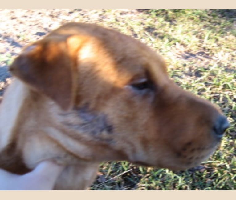 Jing, a Chinese Shar-Pei and Labrador Retriever mix tested with EmbarkVet.com