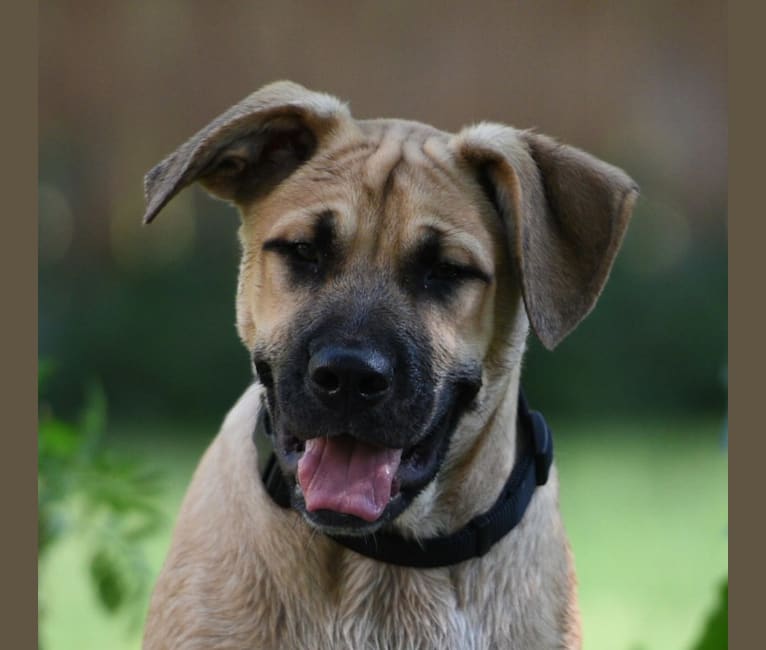 Photo of Tucker, an Australian Cattle Dog, Boxer, American Bulldog, and American Pit Bull Terrier mix