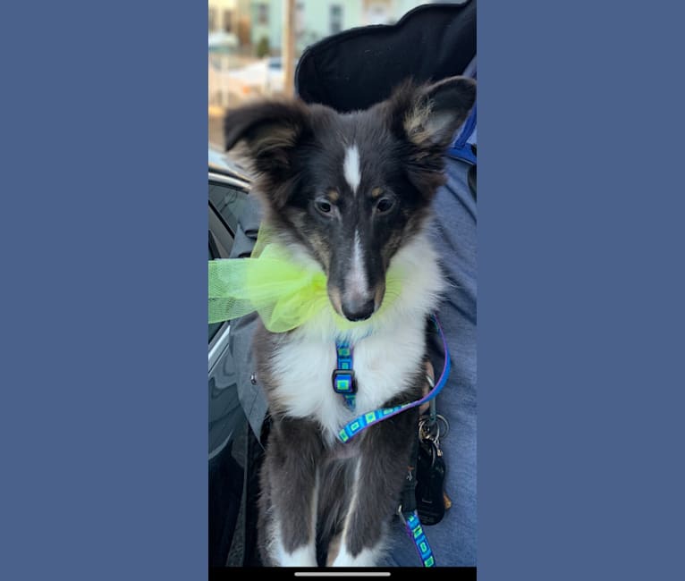 Whiskey Cash Adams, a Shetland Sheepdog tested with EmbarkVet.com