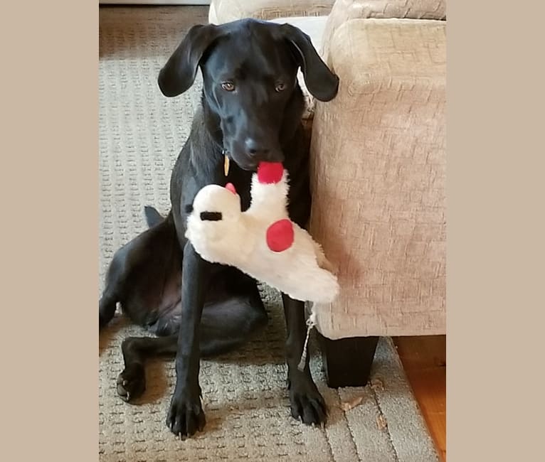 Bode, a Labrador Retriever and Coonhound mix tested with EmbarkVet.com