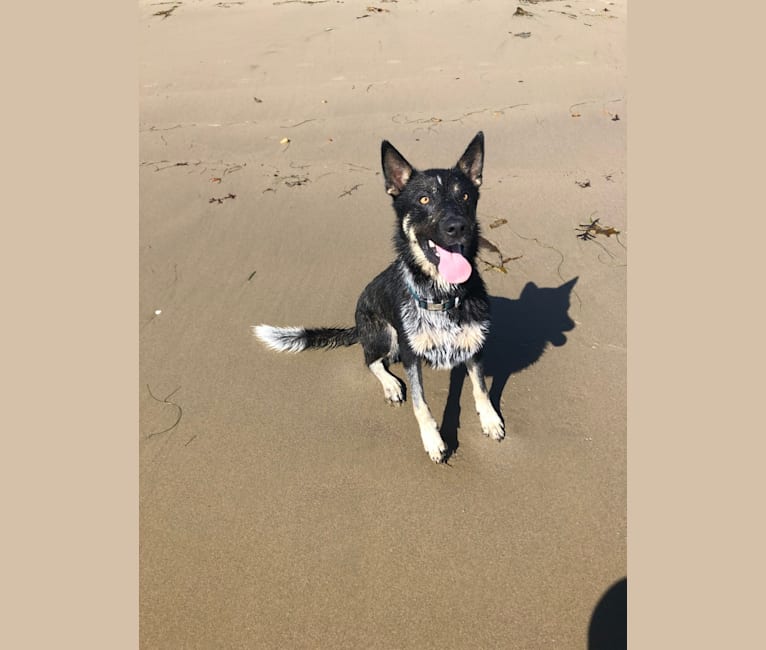 Merle, an Anatolian Shepherd Dog and German Shepherd Dog mix tested with EmbarkVet.com