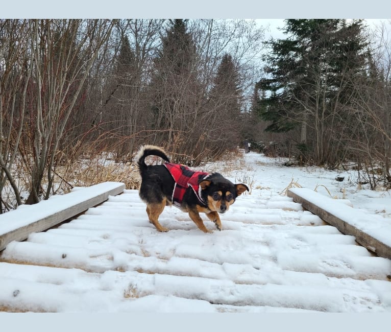 Misha, a Pekingese and Chihuahua mix tested with EmbarkVet.com