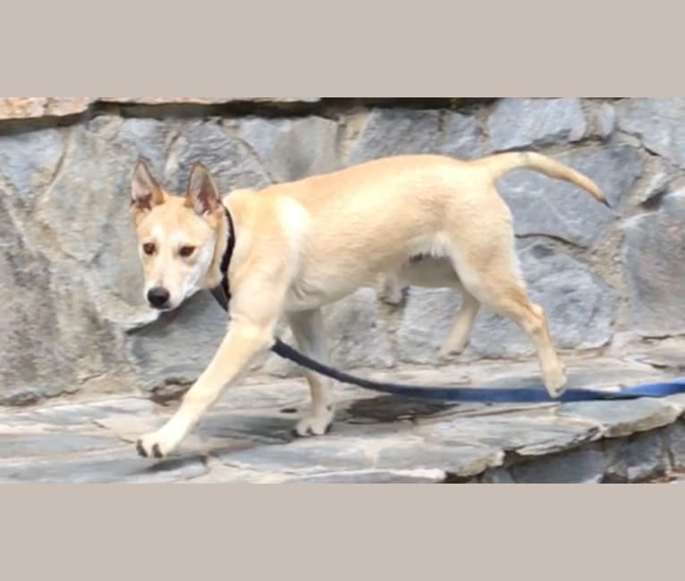 Photo of Loki, an American Pit Bull Terrier, Siberian Husky, and German Shepherd Dog mix