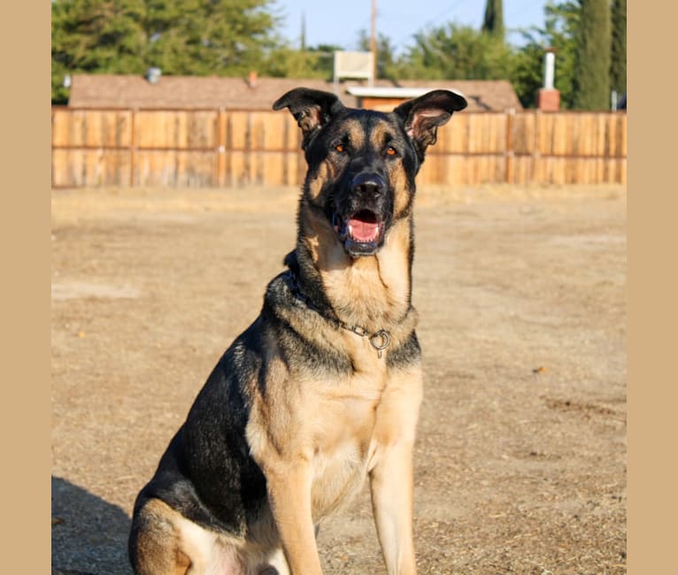 Embark Dog DNA Test Breed