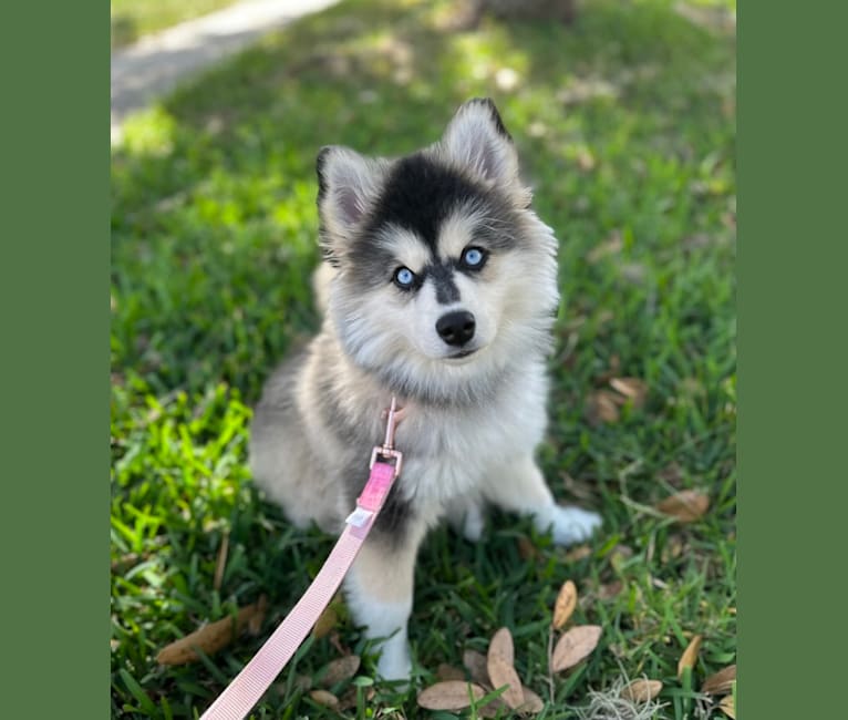 Brady, a Pomsky tested with EmbarkVet.com