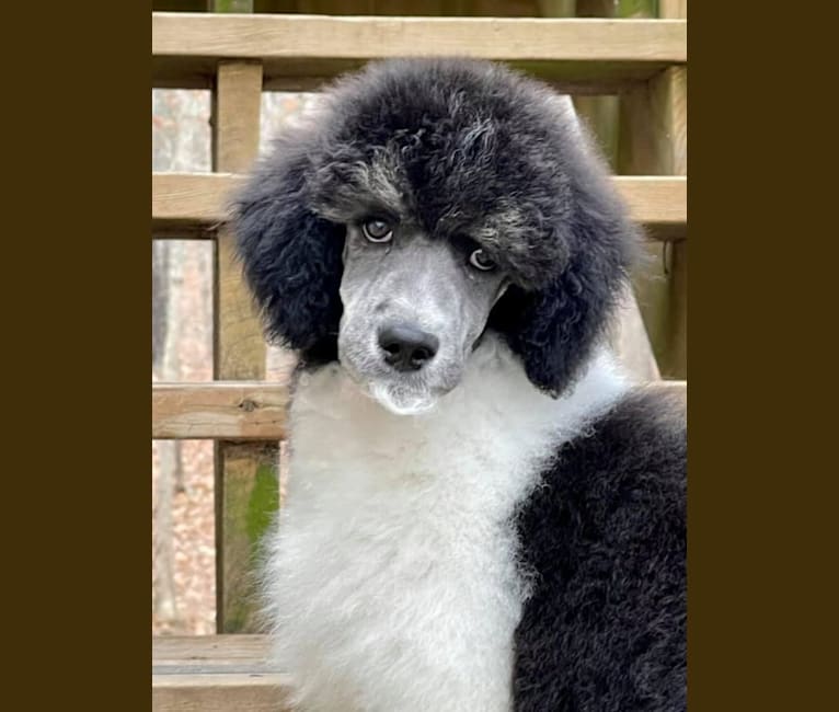 bohdi valkerie, a Poodle (Standard) tested with EmbarkVet.com