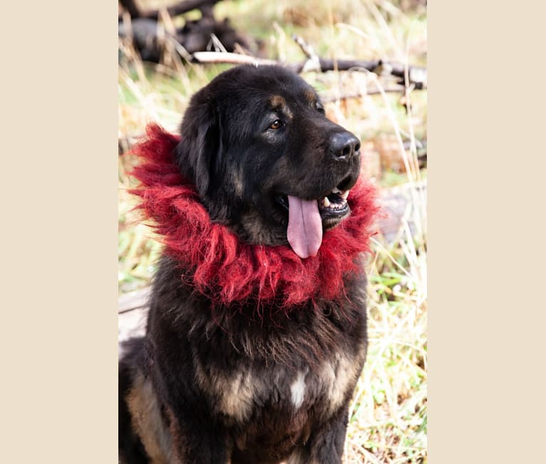 Big Joe, a Tibetan Mastiff tested with EmbarkVet.com