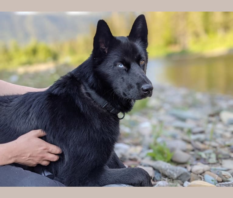 Nappa, a Canadian Eskimo Dog and Alaskan Malamute mix tested with EmbarkVet.com