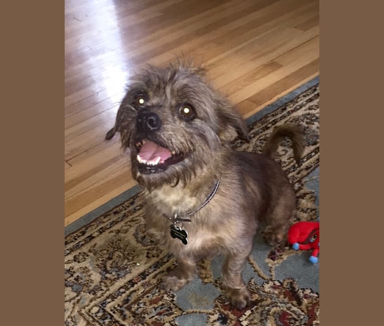 Rat terrier lhasa cheap apso mix