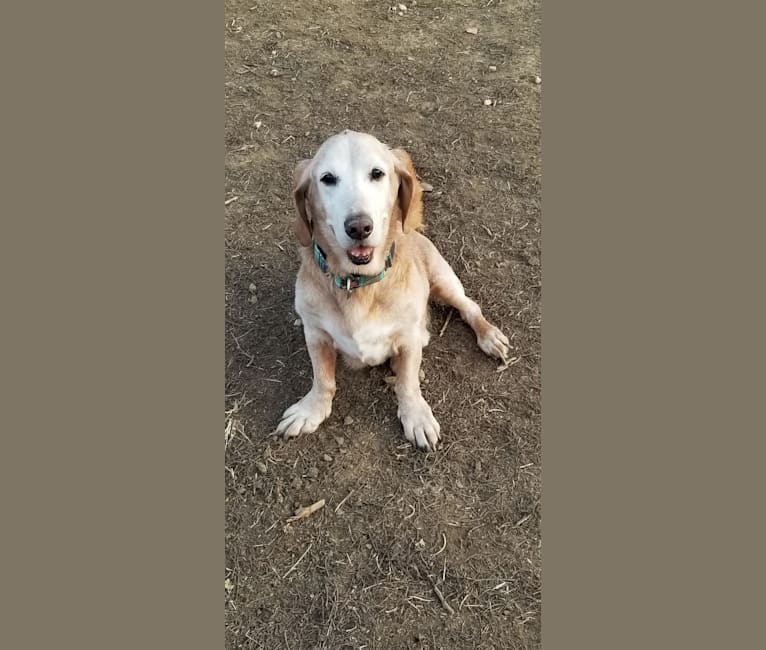 Embark Dog Dna Test Breed
