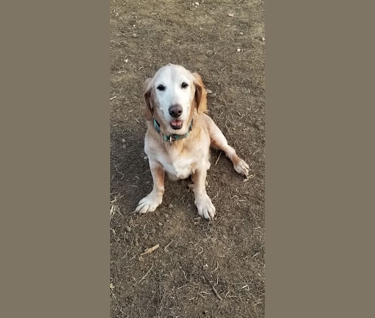 Ernie, a Basset Hound and Golden Retriever mix tested with EmbarkVet.com