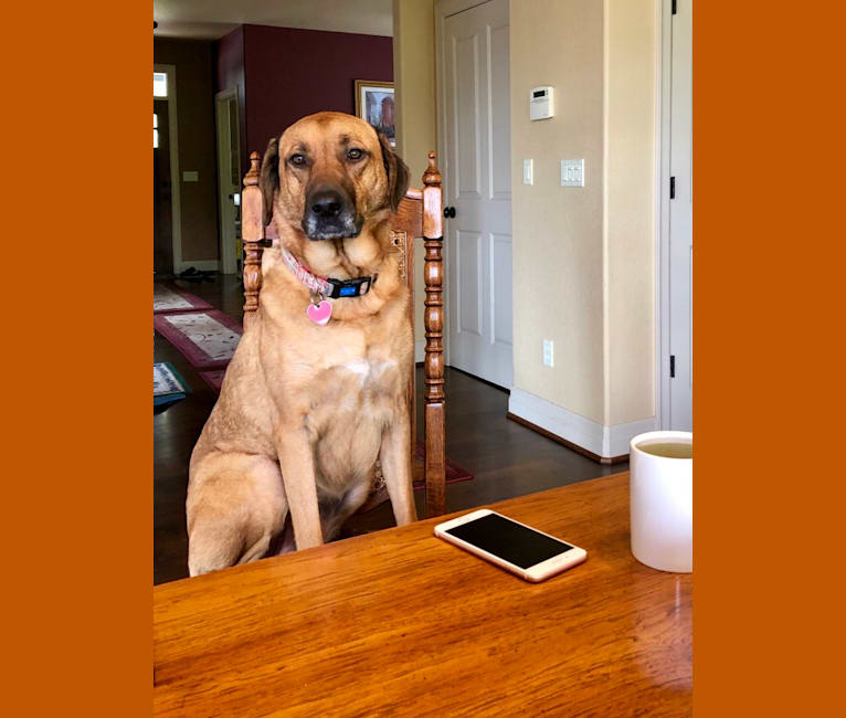 Sansa, a Labrador Retriever and German Shepherd Dog mix tested with EmbarkVet.com