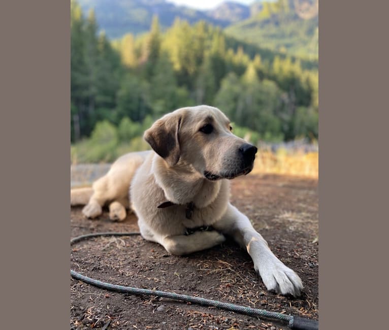 Photo of Bo, a Great Pyrenees, Labrador Retriever, Australian Shepherd, and Australian Cattle Dog mix in Woodinville, Washington, USA