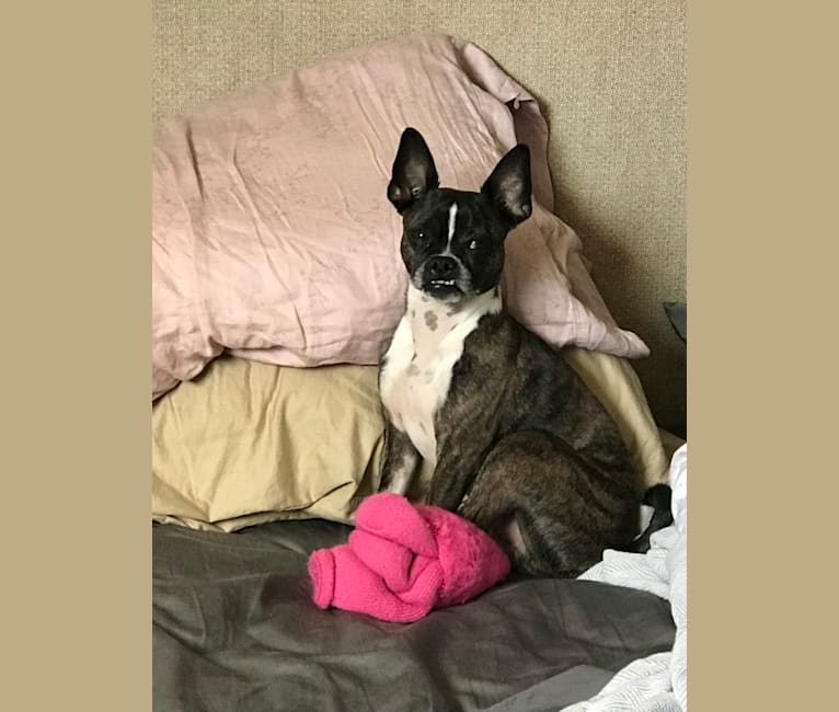 Embark Dog DNA Test Breed