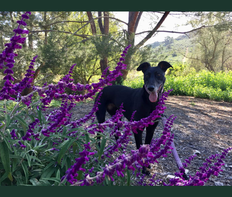 Photo of Zula, a Greyhound, American Pit Bull Terrier, Australian Shepherd, and Australian Cattle Dog mix in Texas, USA