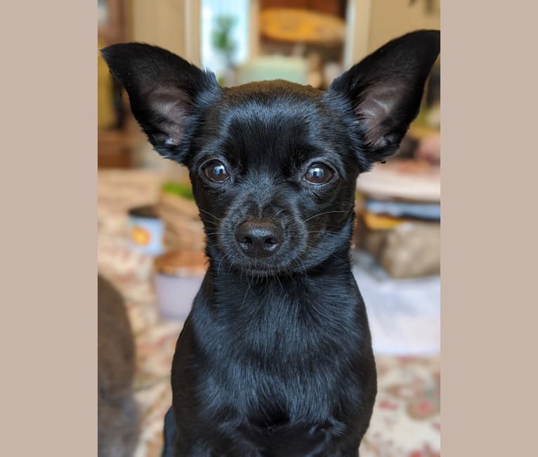 Photo of Mia, a Chihuahua, Miniature Pinscher, and Mixed mix in Irvine, California, USA