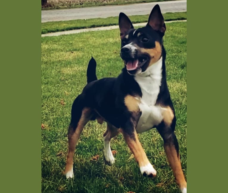 Photo of KnD's Solo Man, a Rat Terrier 
