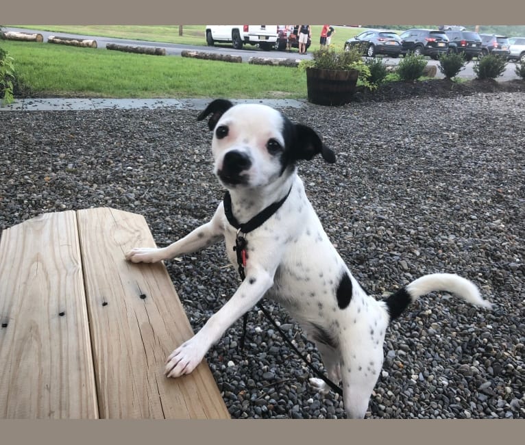 Nemo, a Mountain Cur and Chihuahua mix tested with EmbarkVet.com