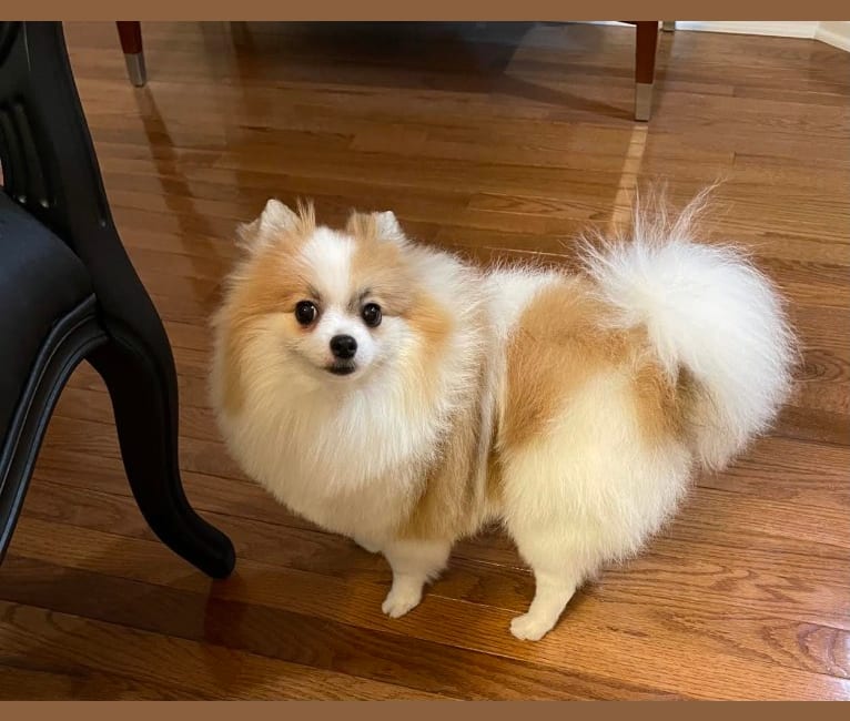 Eleanor, a Pomeranian tested with EmbarkVet.com