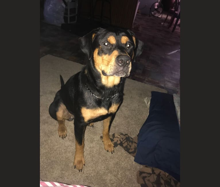 Goliath rottweiler sales