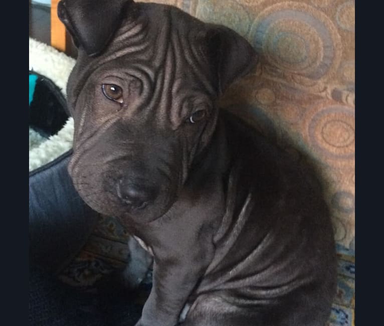 American bully shar pei mix deals
