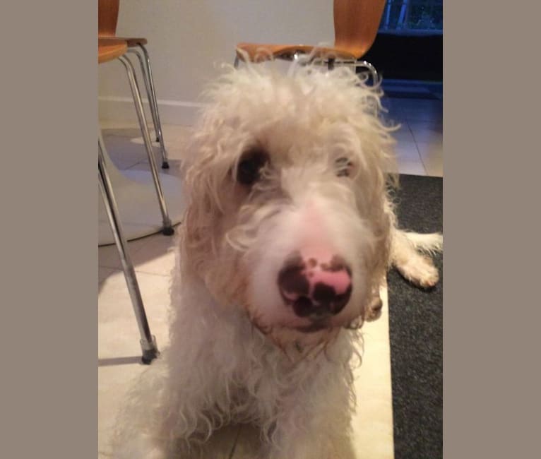 Poodle bull terrier mix cheap