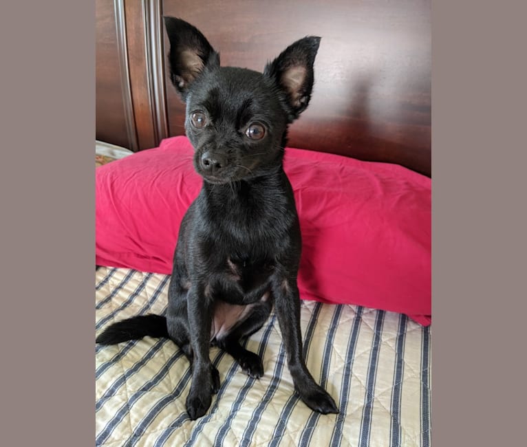 Photo of Mia, a Chihuahua, Miniature Pinscher, and Mixed mix in Irvine, California, USA