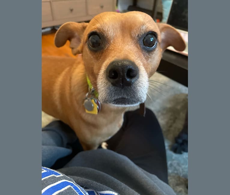 Brookley, a Russell-type Terrier and Chihuahua mix tested with EmbarkVet.com