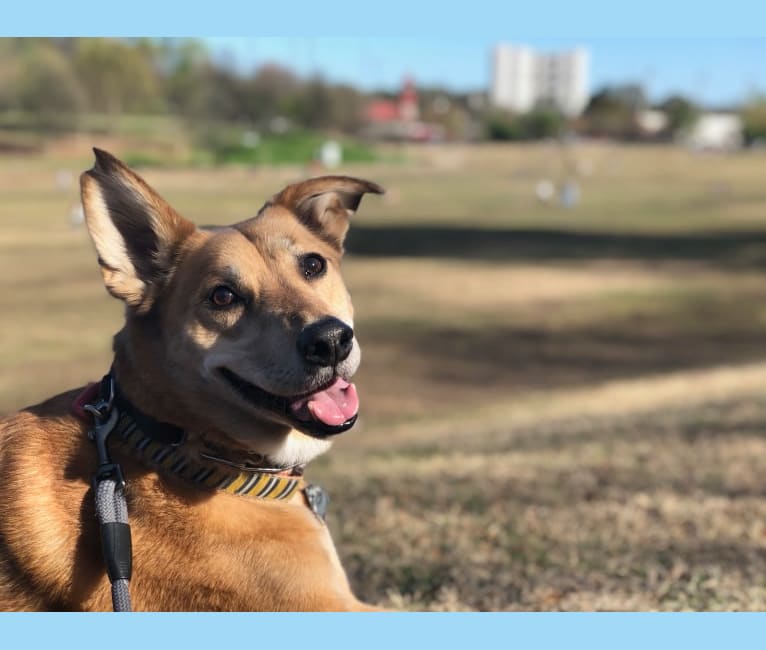 Photo of Bradley, a Chow Chow, German Shepherd Dog, and Mixed mix in Atlanta, Georgia, USA