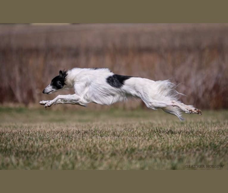 Floyd, a Silken Windhound tested with EmbarkVet.com
