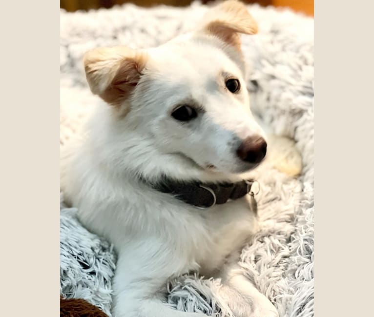 Draper, a Japanese or Korean Village Dog tested with EmbarkVet.com