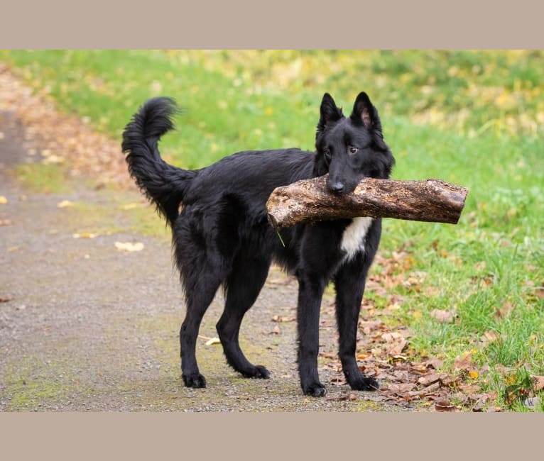 Lasse, a Belgian Malinois and Belgian Sheepdog mix tested with EmbarkVet.com