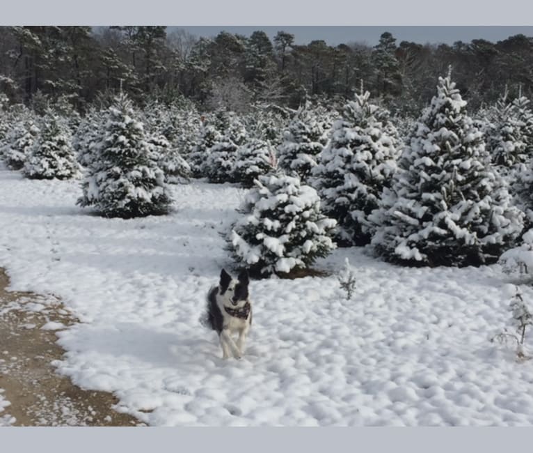 Spruce, a Border Collie (17.6% unresolved) tested with EmbarkVet.com