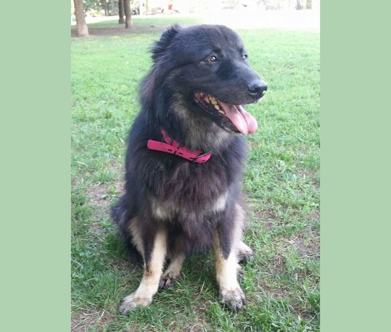 Samoyed deals doberman mix